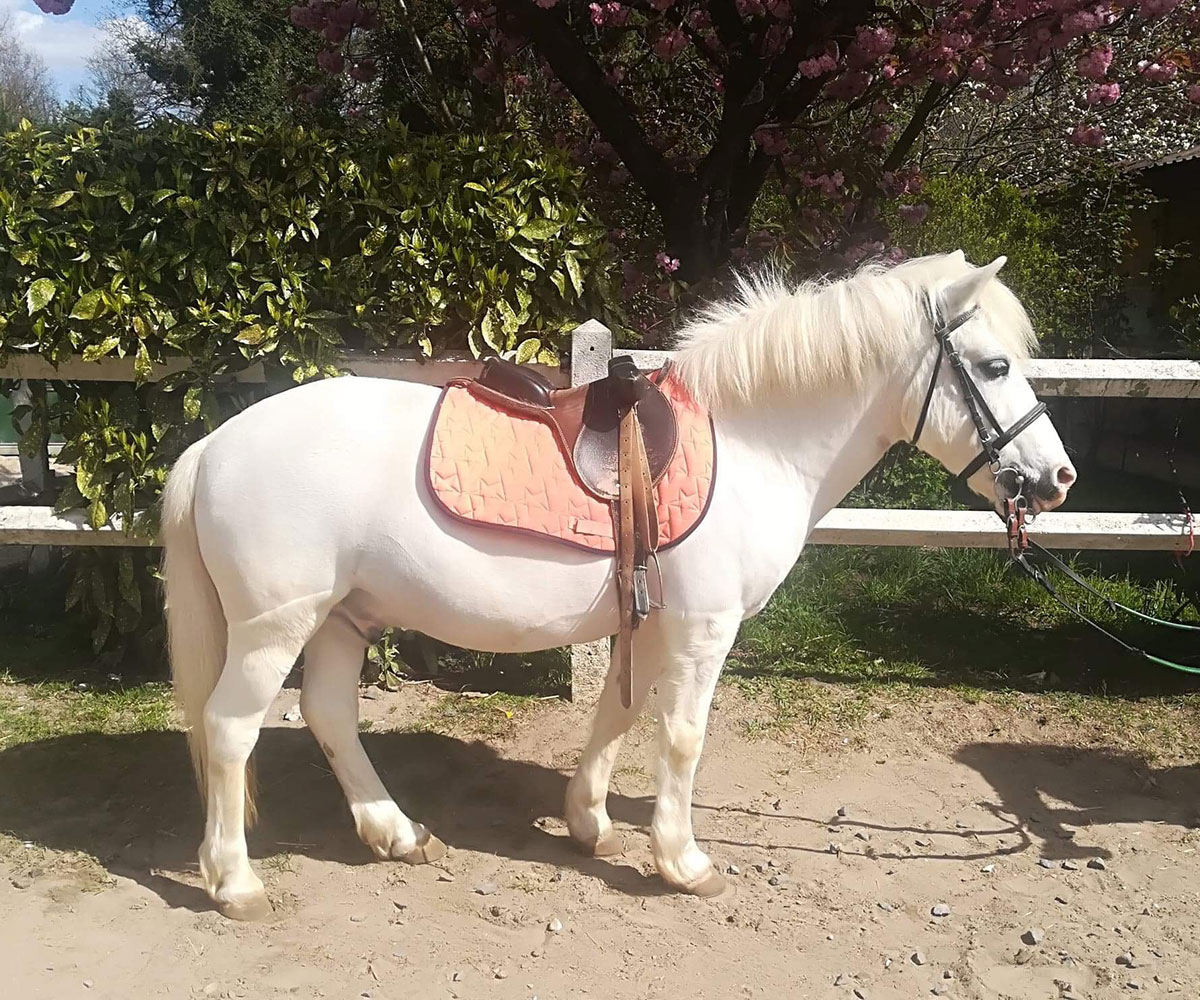 Chevaux Et Poneys De L'École D'équitation Et Poney Club De Lamorlaye