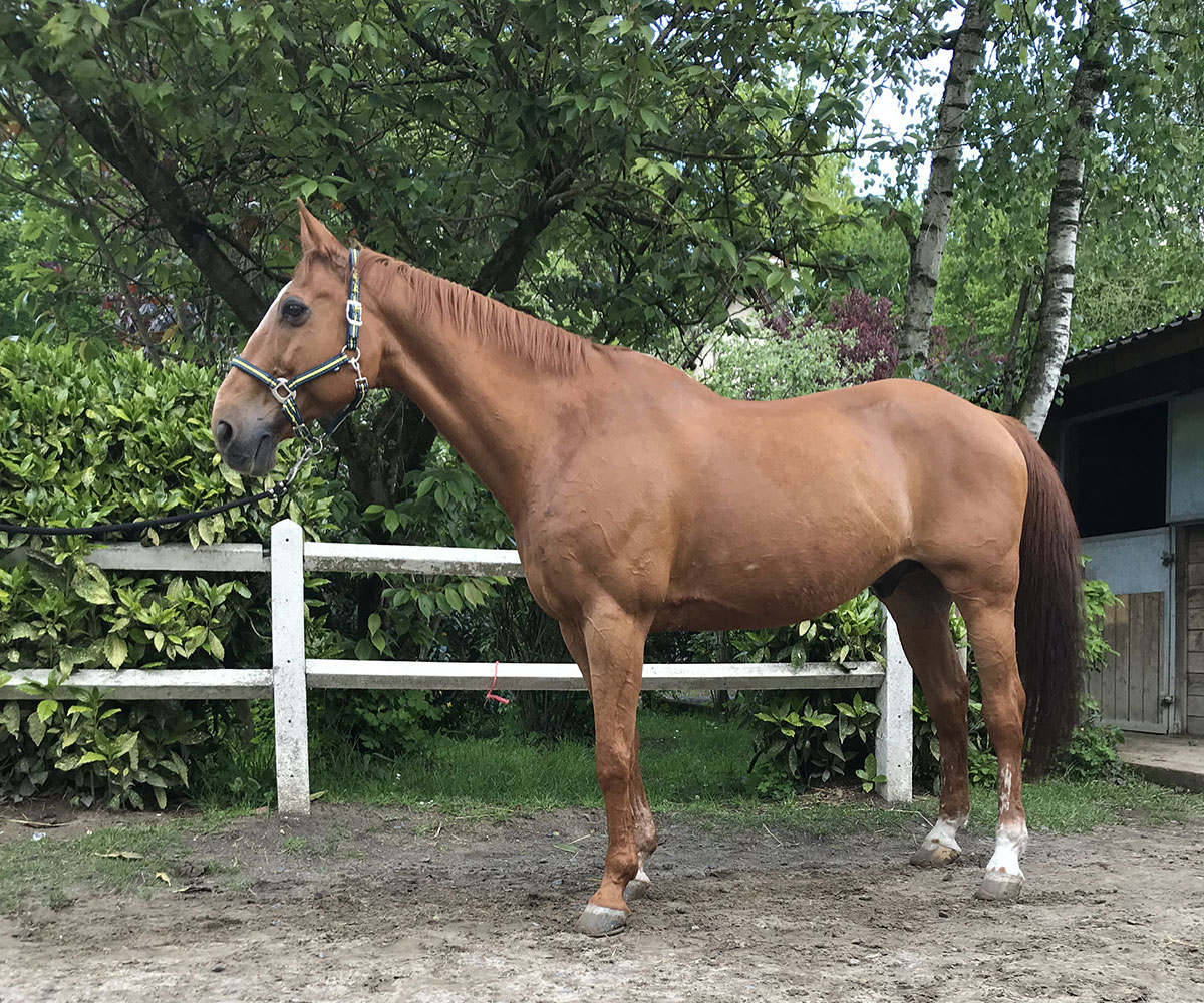 Chevaux Et Poneys De L'École D'équitation Et Poney Club De Lamorlaye