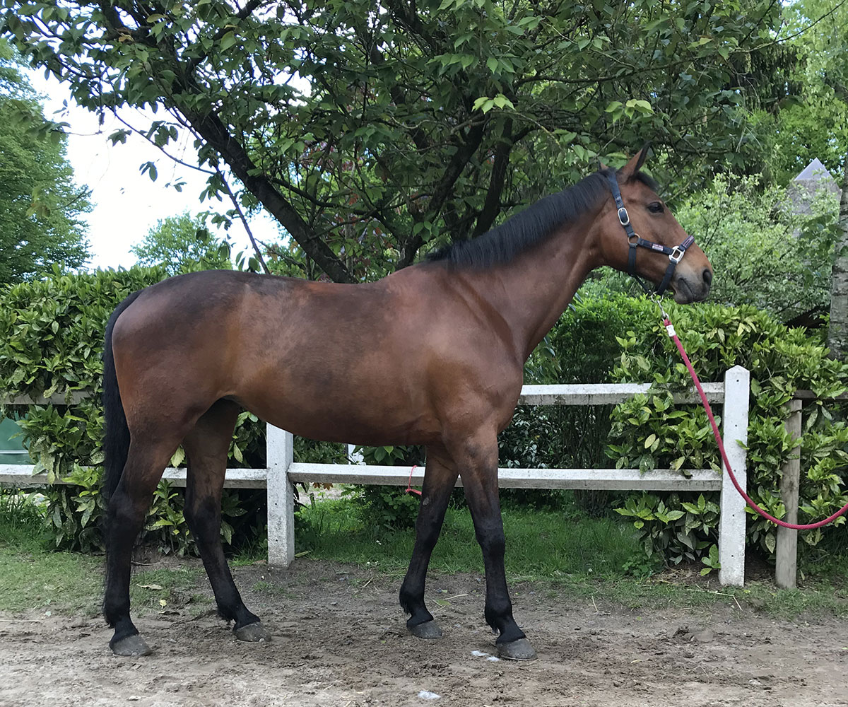 Chevaux Et Poneys De L'École D'équitation Et Poney Club De Lamorlaye