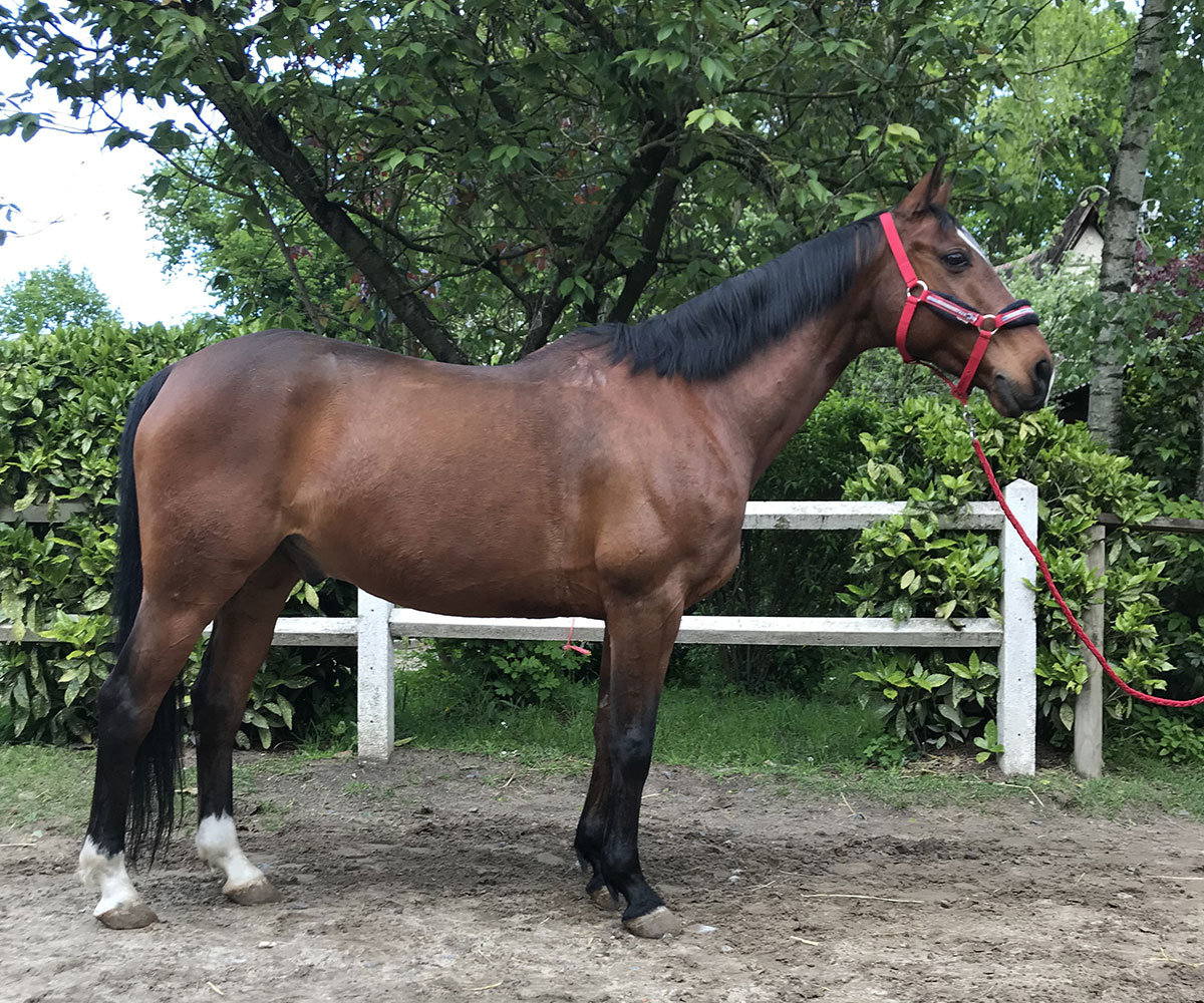 Chevaux Et Poneys De L'École D'équitation Et Poney Club De Lamorlaye